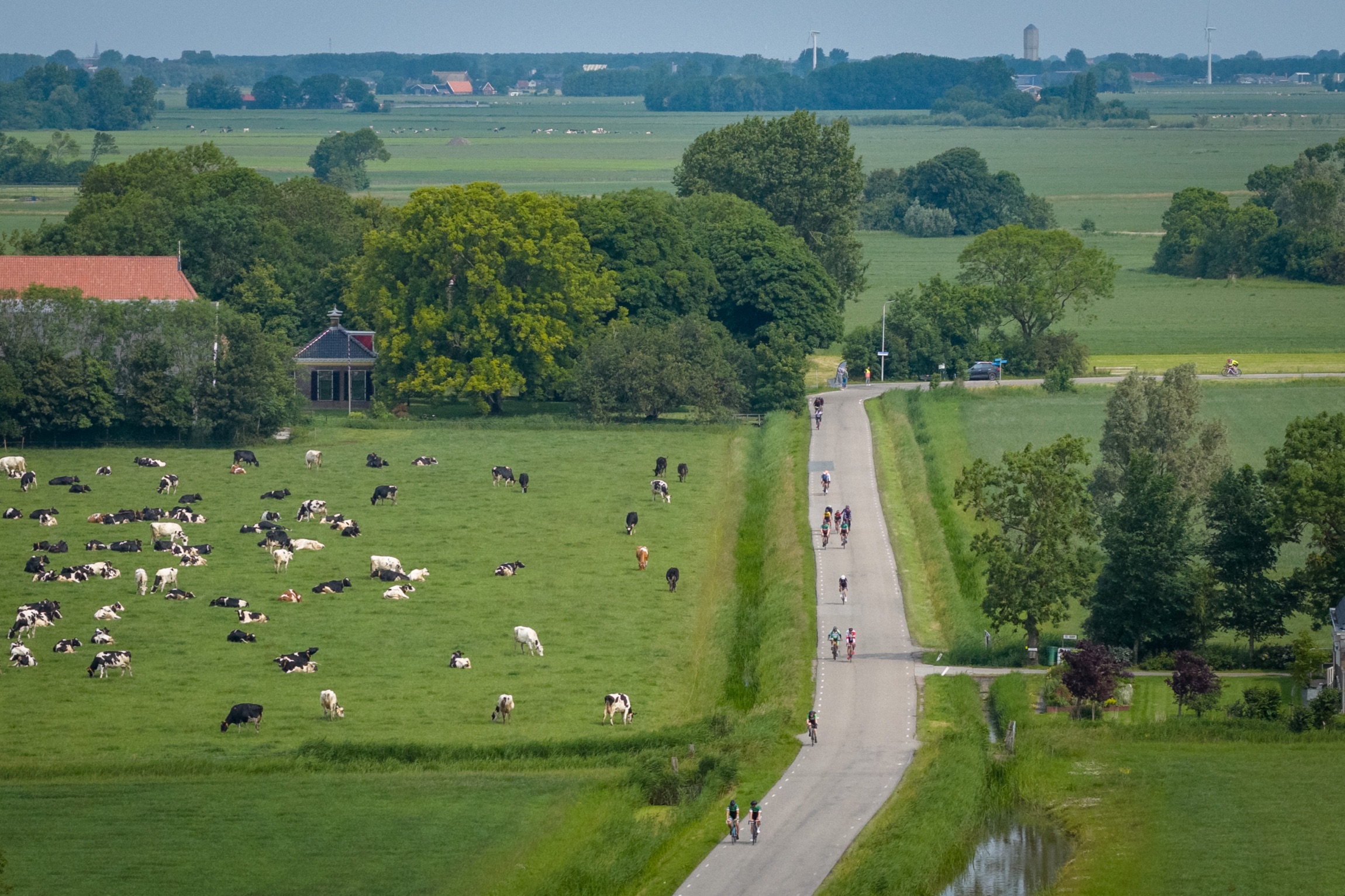 Wielrenners op een smalle polderweg tussen weilanden met grazende koeien en een boerderij